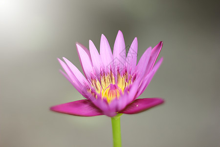 粉粉莲花回春花照片白色绿色植物花瓣池塘粉色荷花植物群热带图片