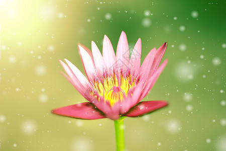 粉粉莲花回春花植物群白色植物绿色热带粉色荷花花瓣过滤照片图片