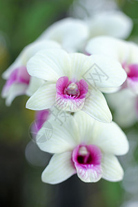 黄色兰花花美丽花瓣异国植物群白色粉色植物热带紫色绿色图片