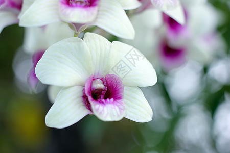 黄色兰花花异国植物白色情调紫色绿色花瓣美丽粉色植物群图片
