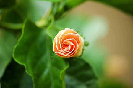 特写黄双边花流植物群粉色植物玫瑰异国绿色红色热带叶子黄色图片