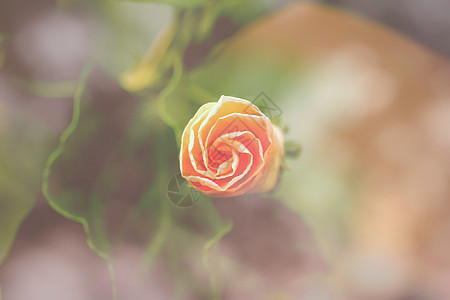 特写黄双边花流花瓣粉色热带植物情调木槿玫瑰花园叶子植物群图片