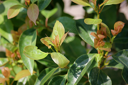 Cinnamoum 露营树叶绿色环境桂冠植物天篷樟脑肉桂街道叶子樟科图片