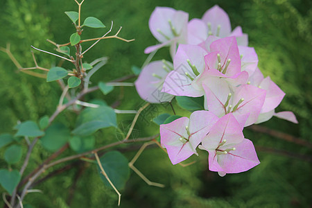 布干维尔花花粉色紫色绿色植物群叶子植物学热带植物花园美丽图片