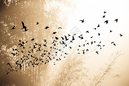 山上的日落时间和有鸟的竹子树太阳黄色航班野生动物自由阳光天空阴影橙子图片
