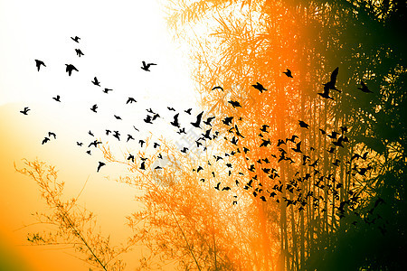 山上的日落时间和有鸟的竹子树航班黄色天空阴影自由太阳阳光野生动物橙子图片