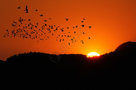 山上日落时 鸟儿们在山上飞行阳光天空航班黄色野生动物太阳橙子鸟类自由图片