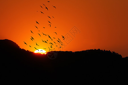 山上日落时 鸟儿们在山上自由航班天空阳光飞行橙子黄色野生动物太阳鸟类图片