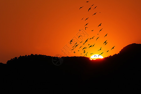 山上日落时 鸟儿们在山上鸟类野生动物飞行自由太阳黄色航班天空阳光橙子图片