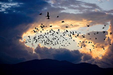 日出时云云与鸟儿航班太阳自由黄色天空日落橙子阳光野生动物图片