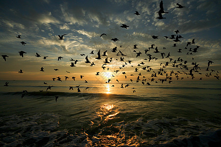 早晨鸟儿在海面上飞翔天空航班飞行野生动物海鸥橙子海洋地平线鸟类日落图片