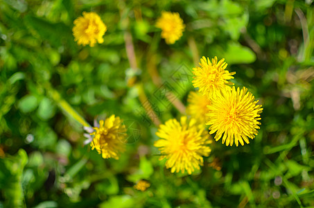 丹迪利翁 德雷克萨斯酸盐 黄色的花朵花园晴天植物群草地荒野草本植物生长场景宏观季节图片