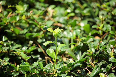 紫薇绿色花园墙纸植物框架叶子热带森林背景图片