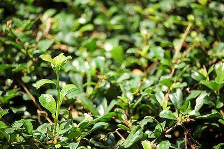 紫薇框架植物墙纸花园绿色热带叶子森林背景图片
