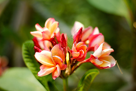 鲜花花异国绿色热带花瓣植物美丽情调鸡蛋花叶子粉色图片