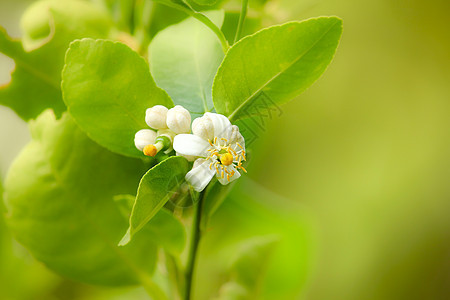 柠檬树花绿色花朵植物植物群花园白色叶子橙子柠檬宏观图片