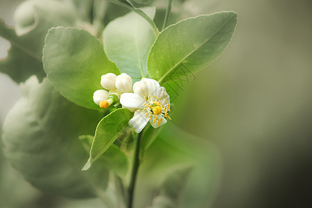 柠檬树花柠檬白色花朵植物群花园宏观植物叶子橙子绿色图片