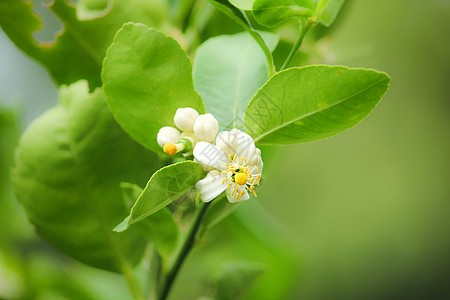 柠檬树花橙子花朵花园绿色白色植物叶子植物群宏观柠檬图片