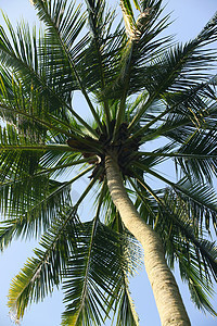 可可树天空棕榈假期树叶太阳植物群海滩海洋叶子蓝色图片