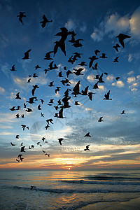 早晨鸟儿在海面上飞翔太阳海鸥海洋橙子野生动物天空航班日落飞行地平线图片