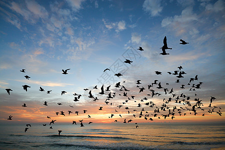 早晨鸟儿在海面上飞翔航班海鸥海洋野生动物天空橙子地平线太阳飞行日落图片