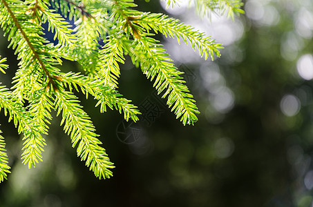 花生树枝季节森林风格针叶树针叶绿色季节性植物装饰枝条图片