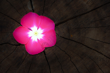 加泰罗兰特胡斯玫瑰花草本植物木头叶子玫瑰美丽绿色花园粉色白色图片