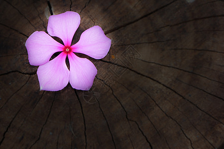 加泰罗兰特胡斯玫瑰花玫瑰粉色草本美丽花园紫色叶子白色植物木头图片
