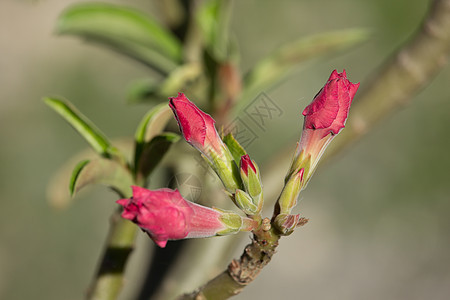 柔软的粉色沙漠玫瑰花朵植物群生长花瓣花园红色植物学热带绿色植物百合图片