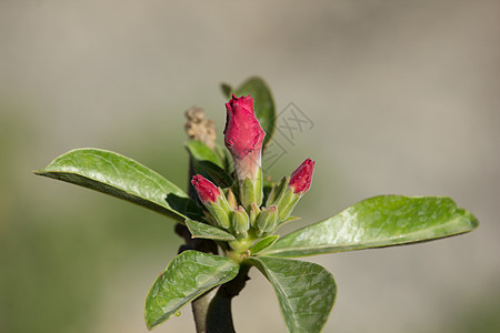 柔软的粉色沙漠玫瑰花朵花瓣花园绿色植物群红色植物学植物生长百合热带图片