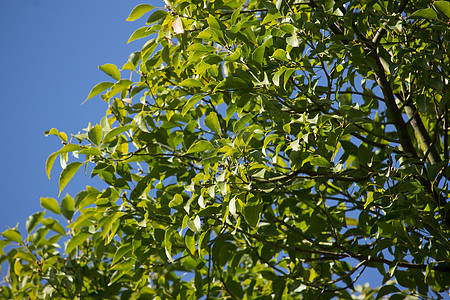 Cinnamoum 露营树叶叶子肉桂植物樟科桂冠樟脑天篷街道环境绿色图片