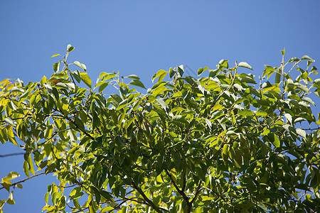 Cinnamoum 露营树叶街道肉桂樟脑樟科植物天篷绿色桂冠叶子环境图片