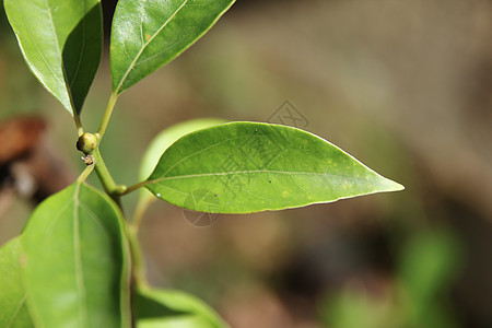 辛纳摩姆林树天篷桂冠樟科环境叶子肉桂樟脑植物绿色街道图片