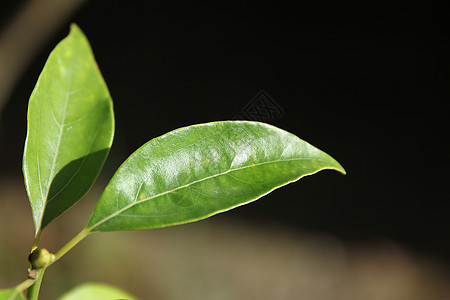 辛纳摩姆林树桂冠街道绿色肉桂叶子环境樟科植物天篷樟脑图片