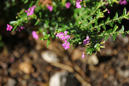 小型假花花装饰茶杯紫色地面植物群树篱美丽生活小精灵花瓣图片