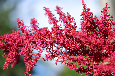 亚白红花粉色胡须植物群绿色植物学植被花蜜花园红色根茎图片