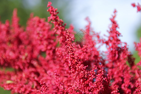 亚白红花根茎花蜜红色绿色花园植被粉色植物学植物胡须图片