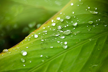 绿叶树上滴水绿色水滴花园环境生长宏观叶子树叶植物群雨滴图片