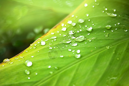 绿叶树上滴水植物群植物环境生长水滴雨滴叶子反射树叶宏观图片