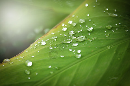 绿叶树上滴水树叶环境叶子反射花园生长植物群植物雨滴宏观图片