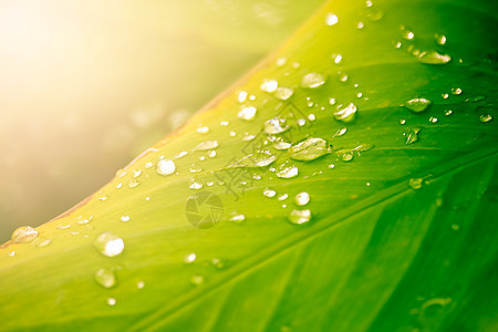 绿叶树上滴水花园水滴雨滴宏观生长生活绿色植物群树叶植物图片