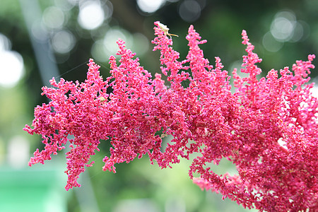 亚白红花根茎植物绿色粉色红色花蜜植物学胡须植被植物群图片