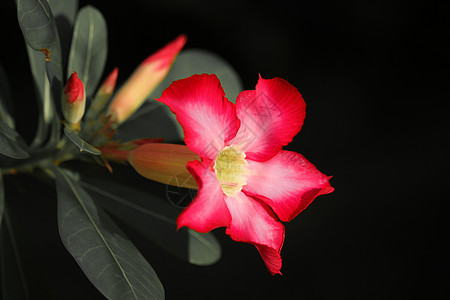 粉色沙漠花朵热带植物学百合玫瑰生长绿色植物群花园花瓣红色图片