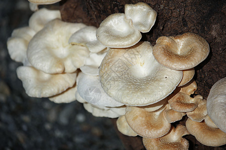 在枯木上生长的蘑菇植物森林树干菌类绿色苔藓荒野林地棕色木头图片