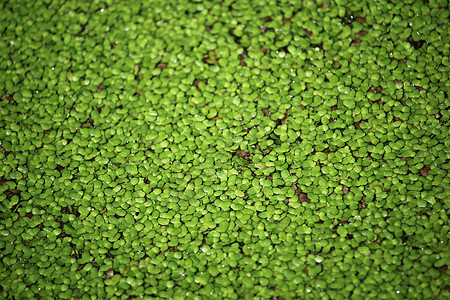 浮萍或浮萍属植物群生态公园池塘花园植物叶子杂草环境绿色图片