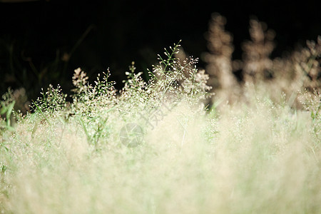 棕色绿草花宏观绿色环境花园植物草地太阳场地雏菊图片