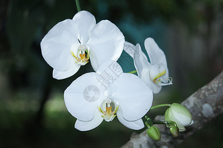 紧贴白兰花花情调植物白色植物群宏观异国热带花朵美丽花瓣图片