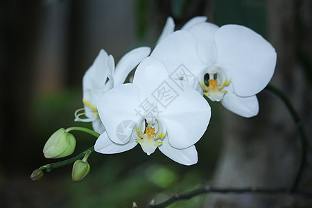 紧贴白兰花花白色情调兰花植物群宏观花瓣美丽热带异国植物学图片
