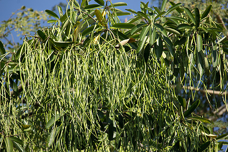黑板树绿波花朵植物花束学者草药绿色香气树叶白色图片