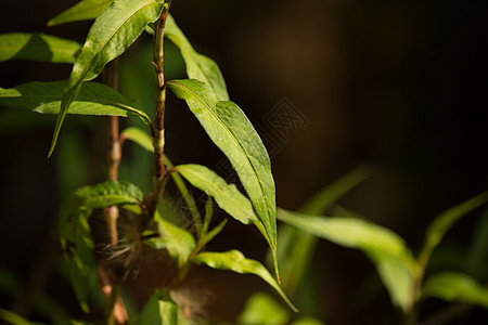 绿色铅 全氟辛基磺酰环食物草本草本植物花园植物生长包皮叶子香菜蓼科图片